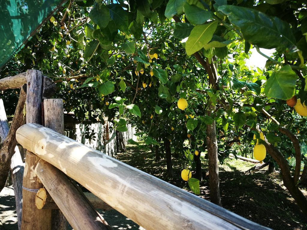 Agriturismo Nonno Luigino Вико-Экуенсе Экстерьер фото